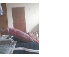 Cavalheiro Avantajado Pau Enorme