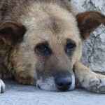 Straßenhund in Bulgarien
