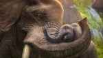 Zoo Tycoon Screenshot 2