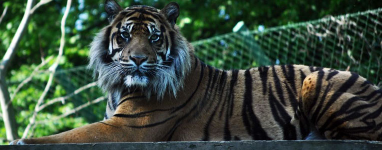 Tiger im Dubliner Zoo