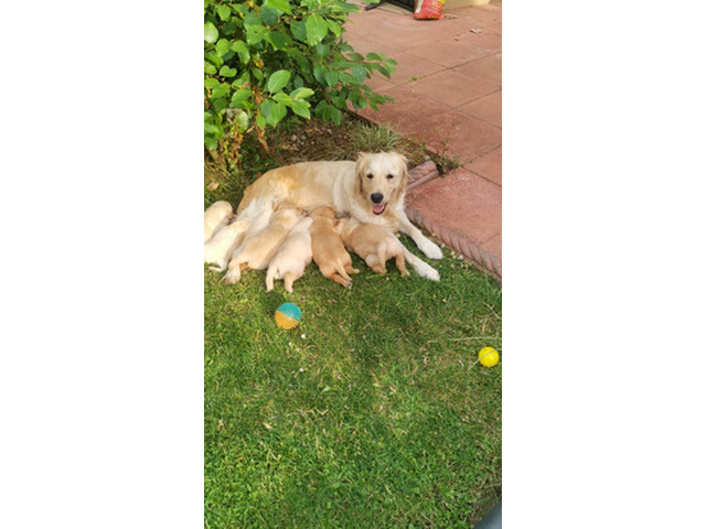 Adorable Golden Retriever Puppies for Sale