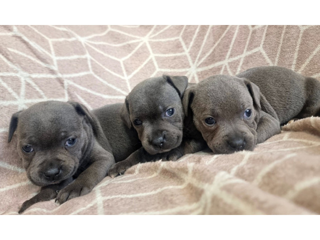 Stunning chunky blue Staffordshire bull terrier puppies