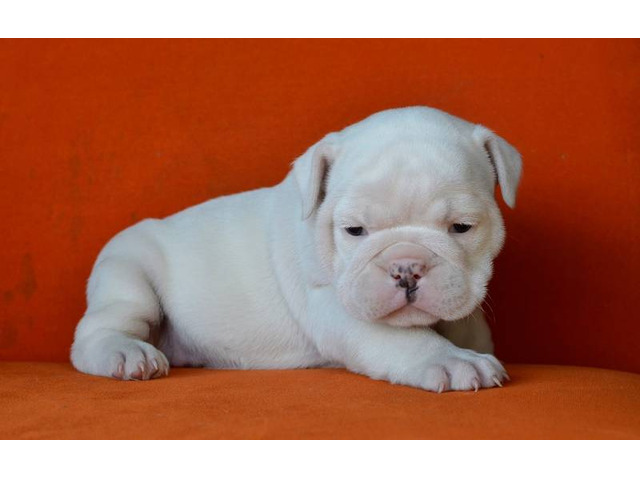 English Bulldog puppy available