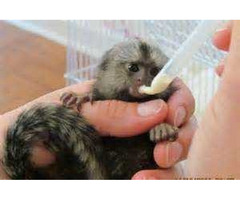 Marmoset Monkeys Ready Now