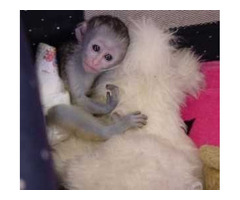 Adorable Capuchin Monkey For Sale