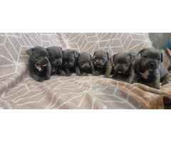 blue Staffordshire bull terrier puppies