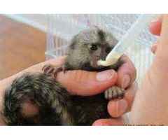 Marmoset Monkeys Ready Now