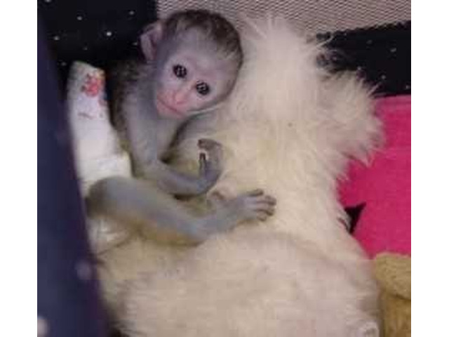 Adorable Capuchin Monkey For Sale