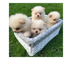 Adorable Pomeranian Puppies for Sale