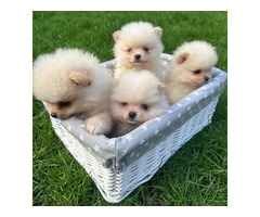 Adorable Pomeranian Puppies for Sale