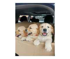 Adorable Golden Retriever Puppies for Sale
