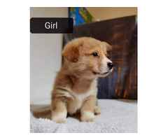 Kc Registered Pembrokeshire Corgi puppies