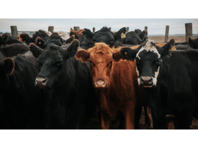 Healthy Cow with Calf for Sale – Great Value Offer