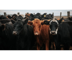 Healthy Cow with Calf for Sale – Great Value Offer
