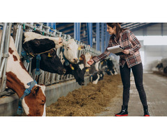 Healthy Cow with Calf for Sale – Great Value Offer