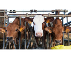 Healthy Cow with Calf for Sale – Great Value Offer