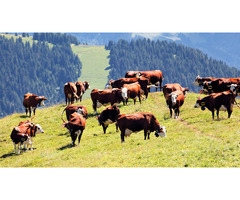 Healthy Cow with Calf for Sale – Great Value Offer