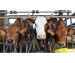 Healthy Cow with Calf for Sale – Great Value Offer