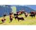 Healthy Cow with Calf for Sale – Great Value Offer