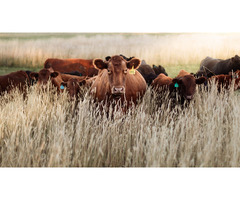 Digikraal Livestock: Quality Animals for Sale at Great Prices
