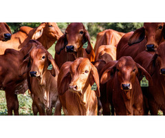 Digikraal Livestock: Quality Animals for Sale at Great Prices