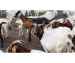 Digikraal Livestock: Quality Animals for Sale at Great Prices