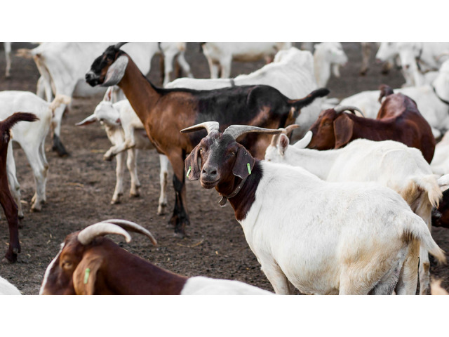 Revolutionize Your Farm: The Smart Way to Buy Goats Online