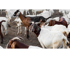 Revolutionize Your Farm: The Smart Way to Buy Goats Online