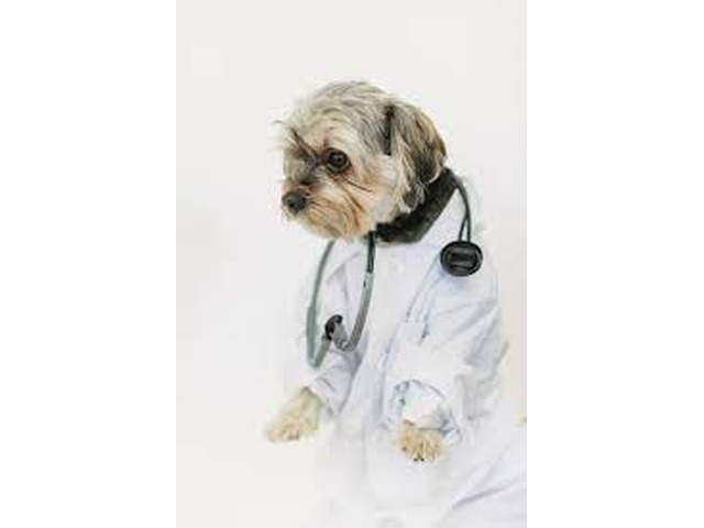 pet euthanasia san antonio