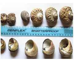 Seashells - turbo