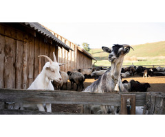 Goats for Sale: Healthy, Hardy & Farm-Ready Stock