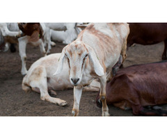 Goats for Sale: Healthy, Hardy & Farm-Ready Stock