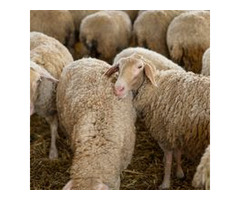 Sheep Prices: Get Top Quality with Digikraal
