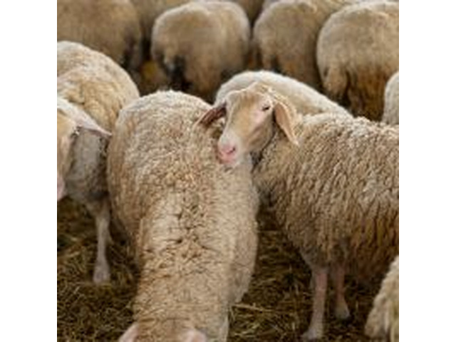 Sheep Prices: Get Top Quality with Digikraal