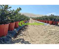 Naturehydro Plastic Berry Grow Pots Wholesale