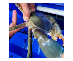 Mud crab exporters in chennai