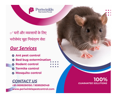 Effective Rodent Control Services in Greater Noida & Ghaziabad