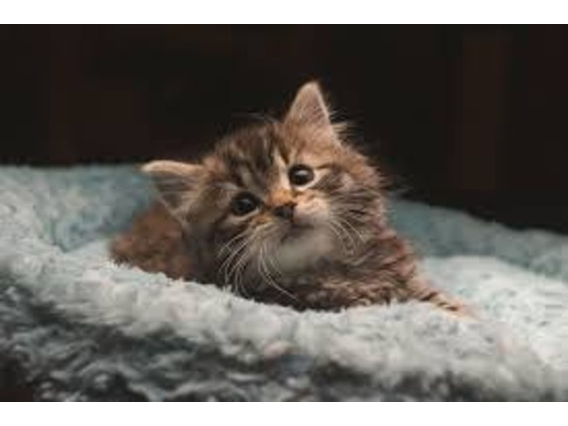 Cats for Sale in Mumbai, Nashik and across Maharashtra