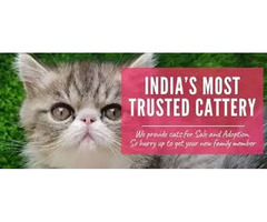 Cats for Sale in Mumbai, Nashik and across Maharashtra