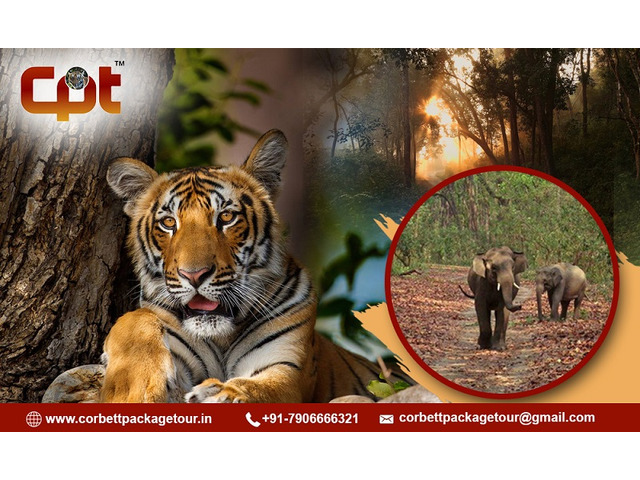 Best Jim Corbett National Park Tour Packages - Corbett Package Tour