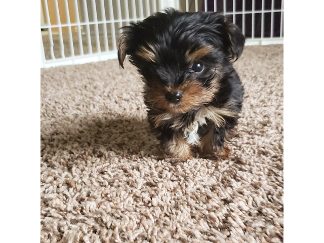 Yorkie puppies available to go
