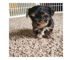 Yorkie puppies available to go