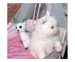 Purebred Pomeranian puppies for sale