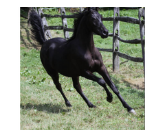 Arabian Horse Breeders