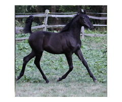 Arabian Horse Breeders