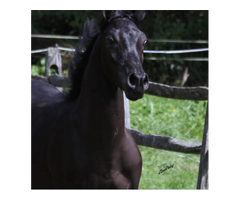 Arabian Horse Breeders