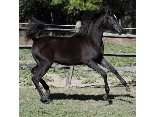 Classic Arabian Beauty for Selective Breeders – Hu Shailimma