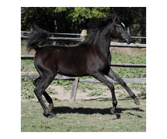 Classic Arabian Beauty for Selective Breeders – Hu Shailimma