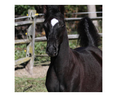 Classic Arabian Beauty for Selective Breeders – Hu Shailimma