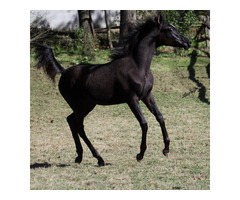 Classic Arabian Beauty for Selective Breeders – Hu Shailimma